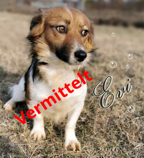 Evi