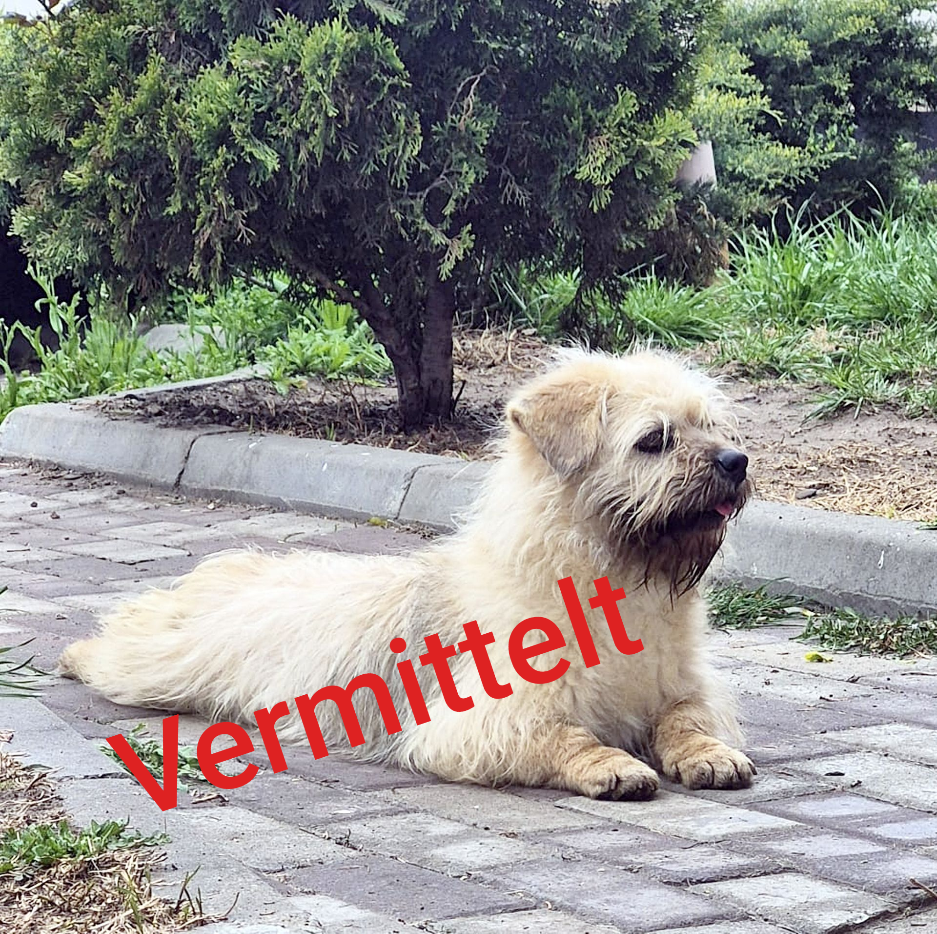 Schnuff