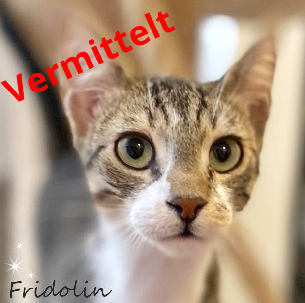 Fridolin