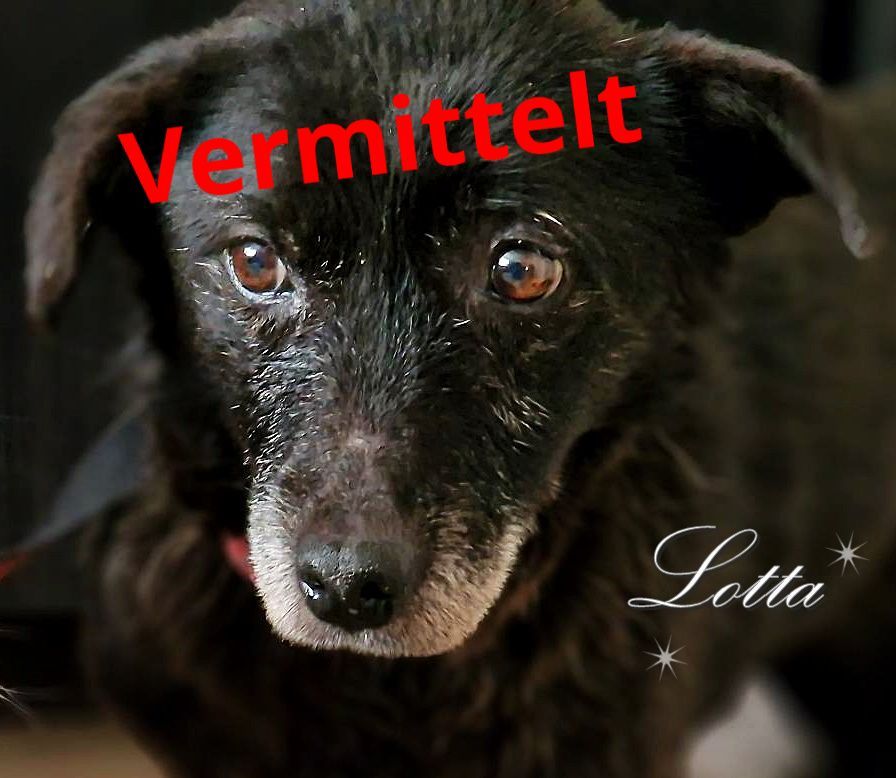Lotta