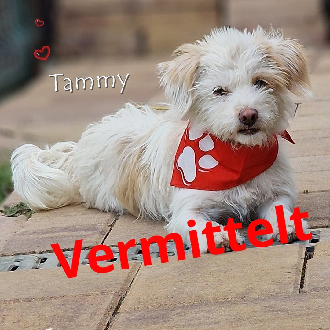 Tammy