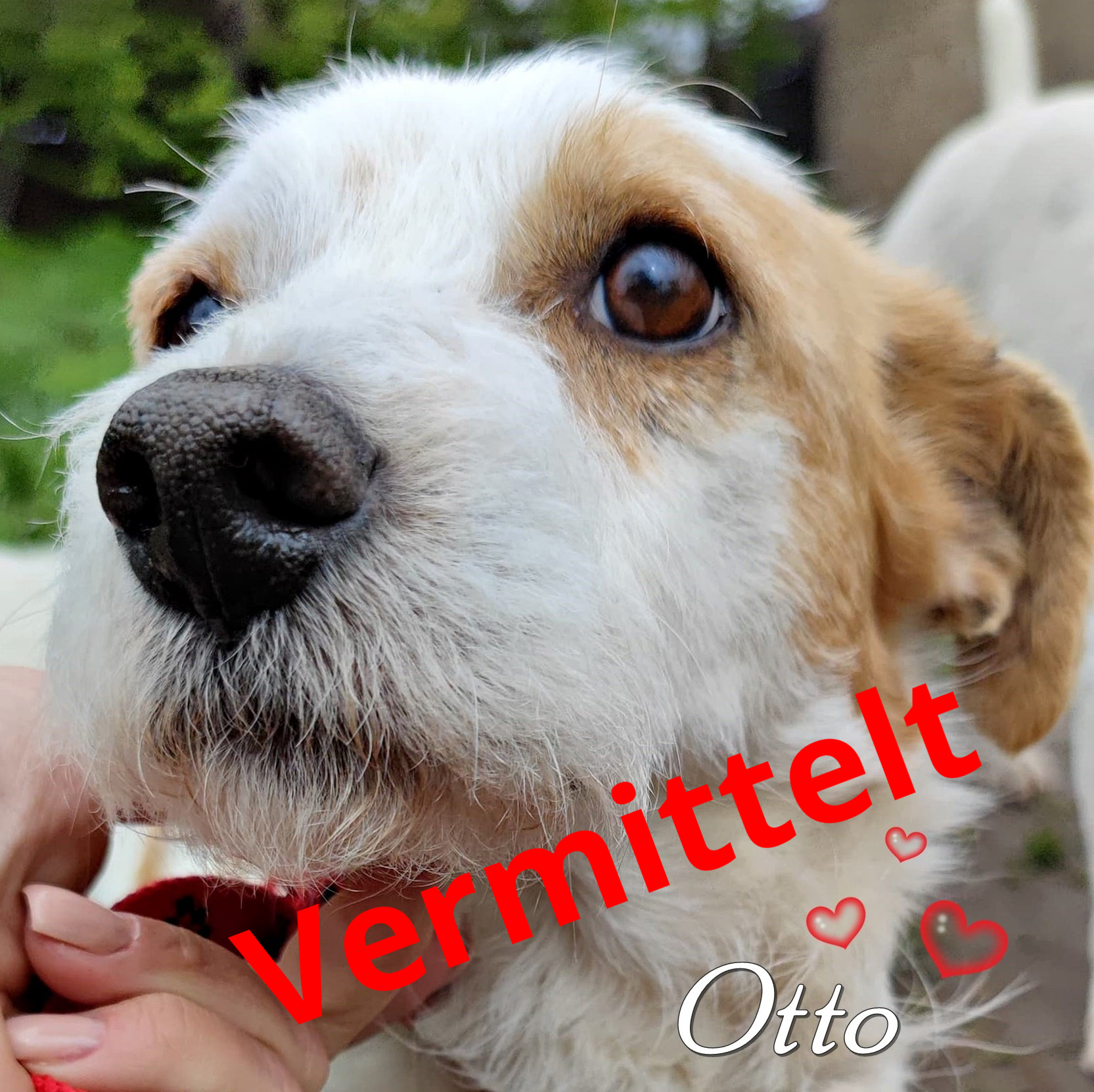 Otto