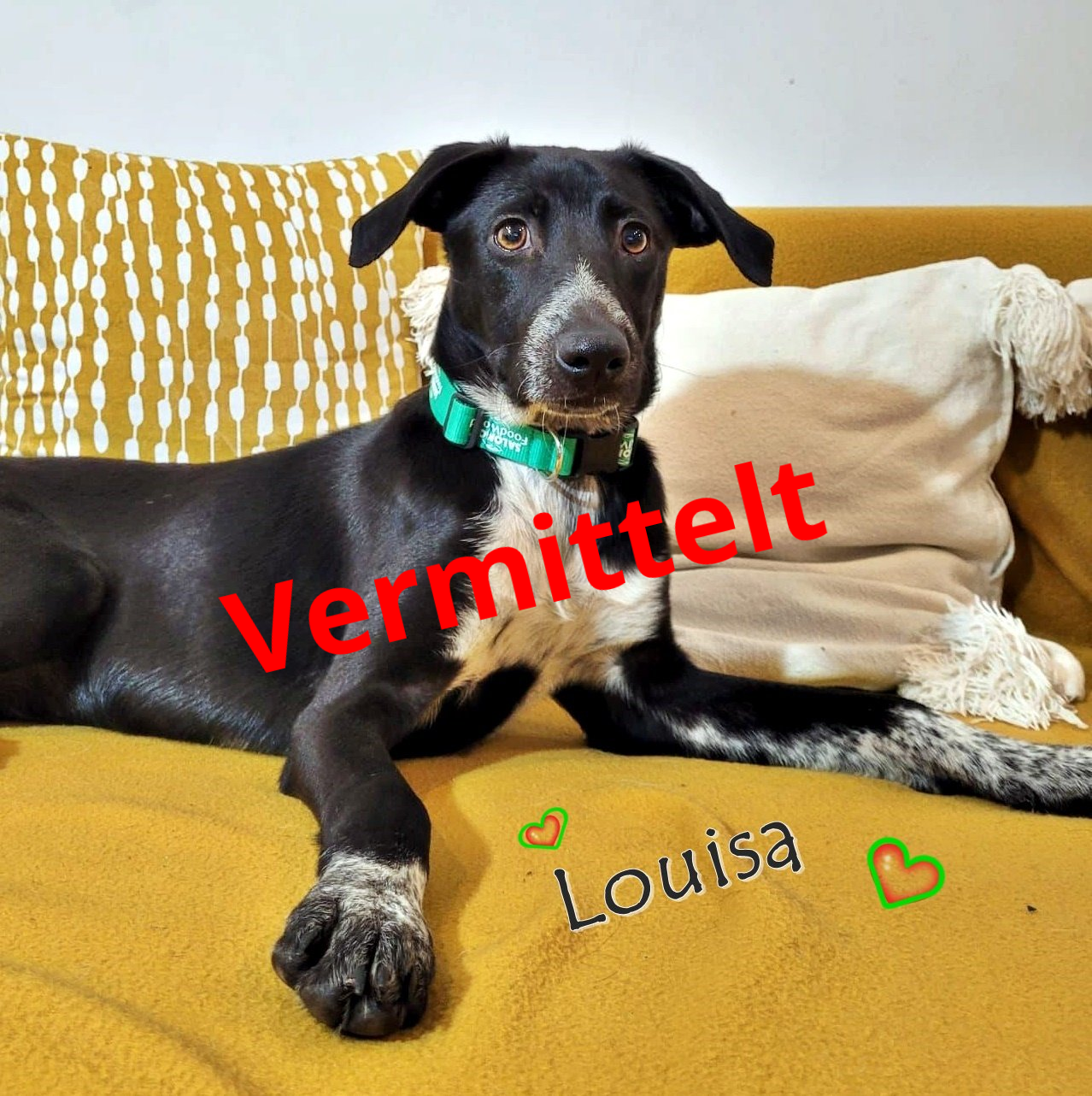 Louisa