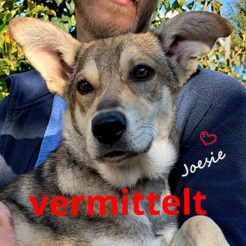 Joesi