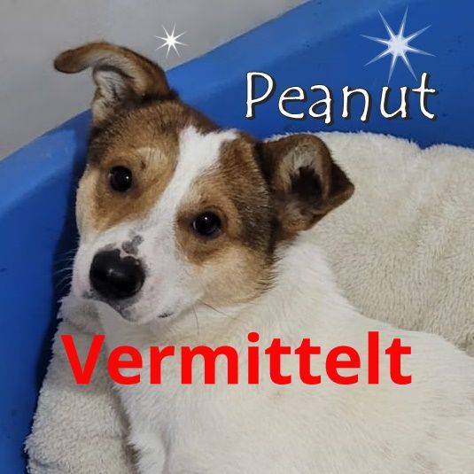 Peanut