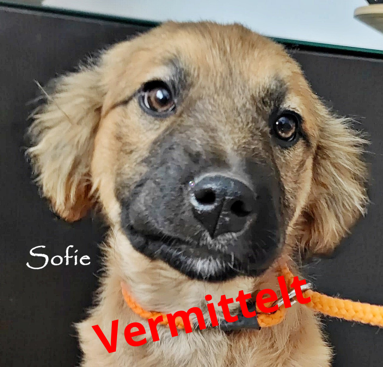 Sofie