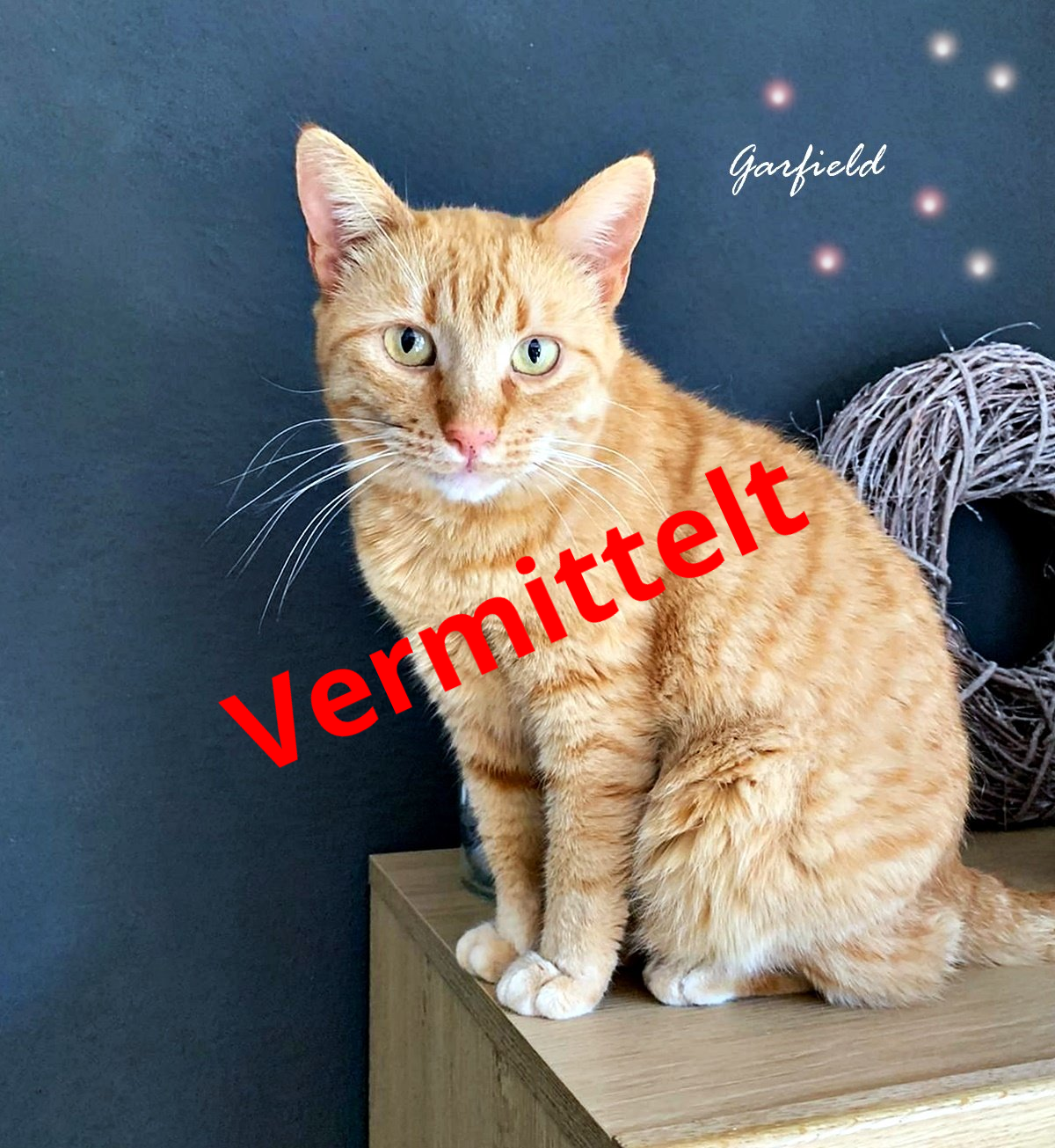 Garfield