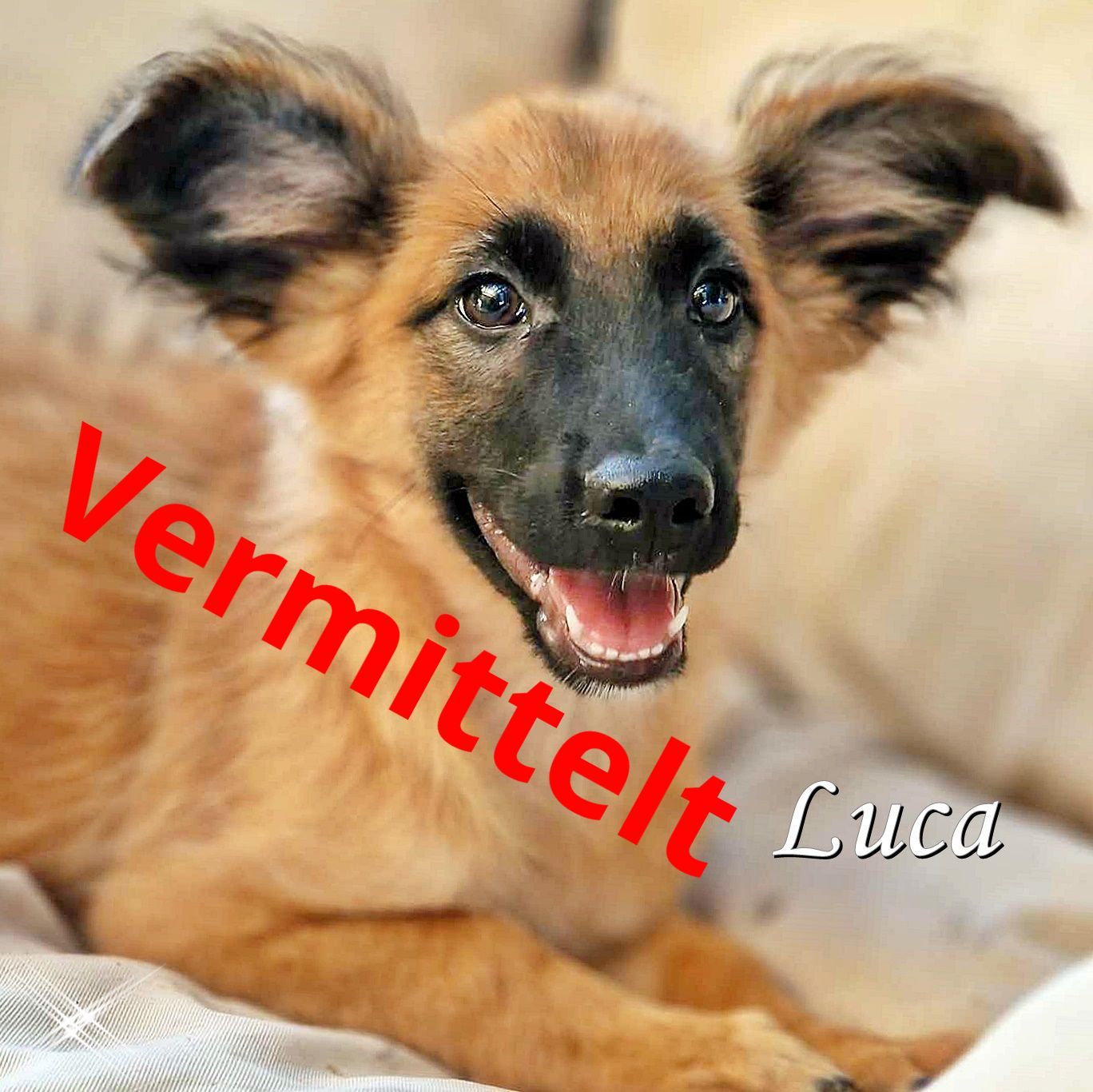 Luca