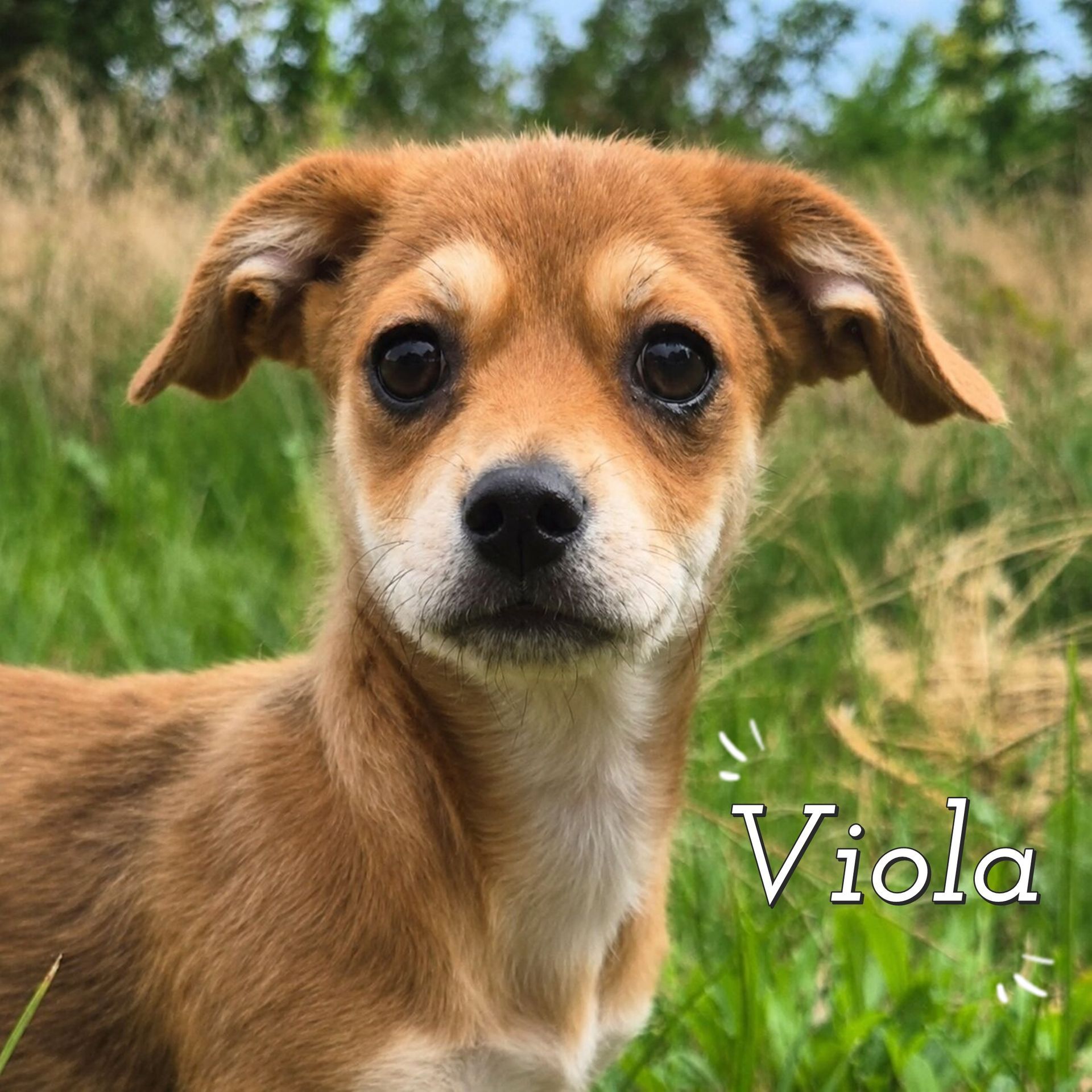 Viola