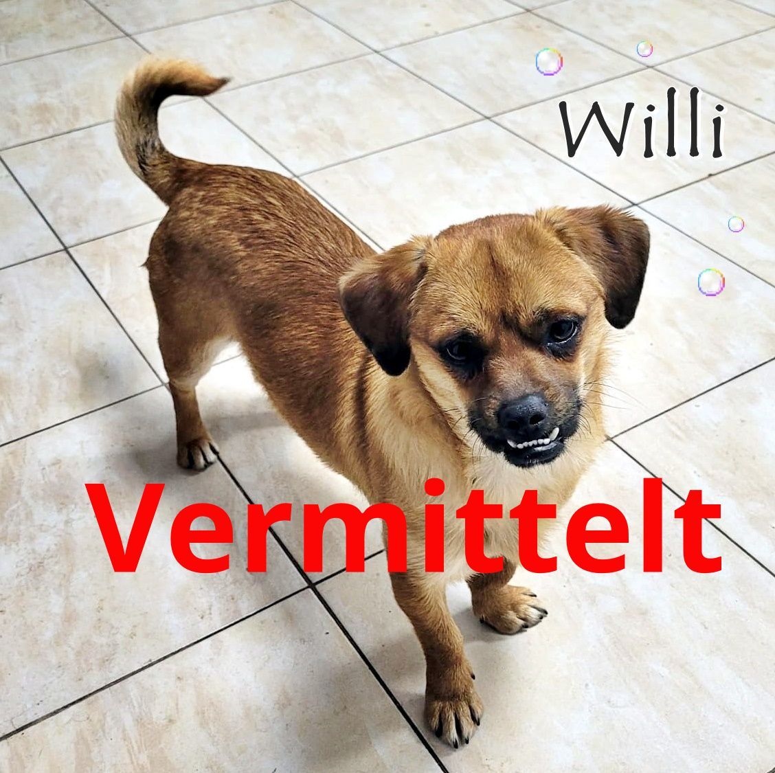 Willi
