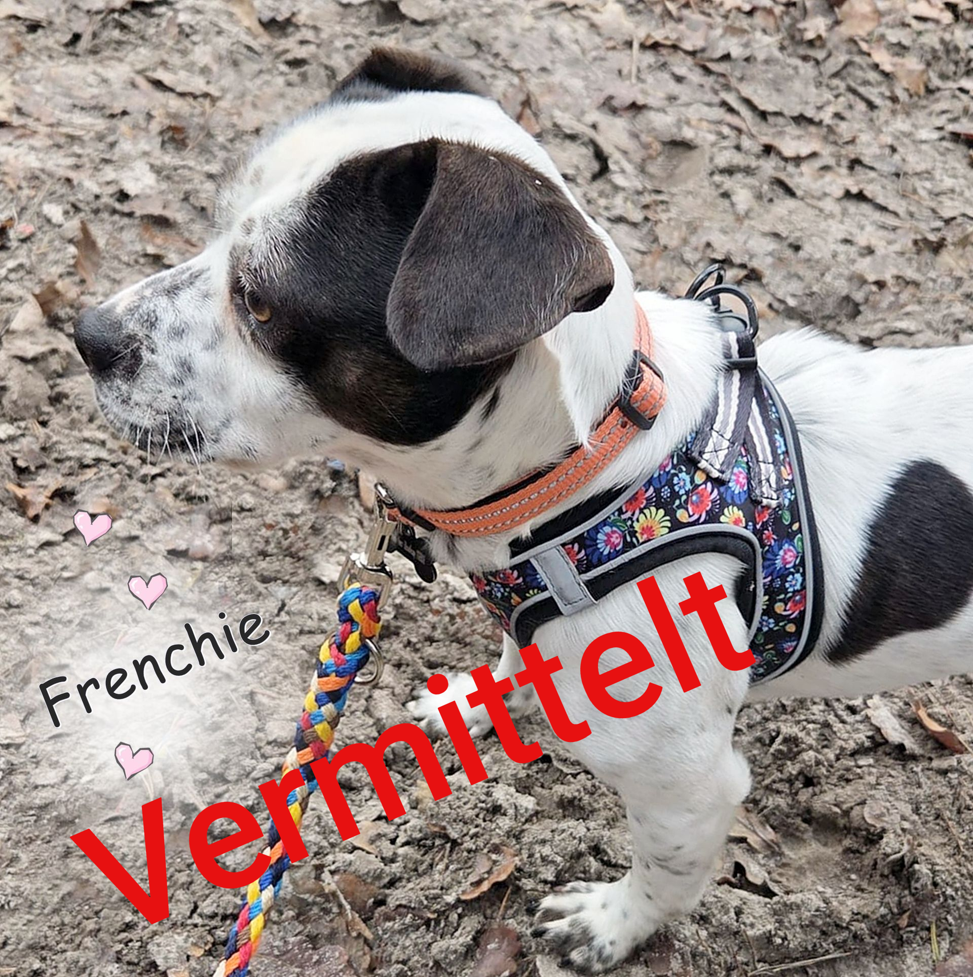 Frenchie