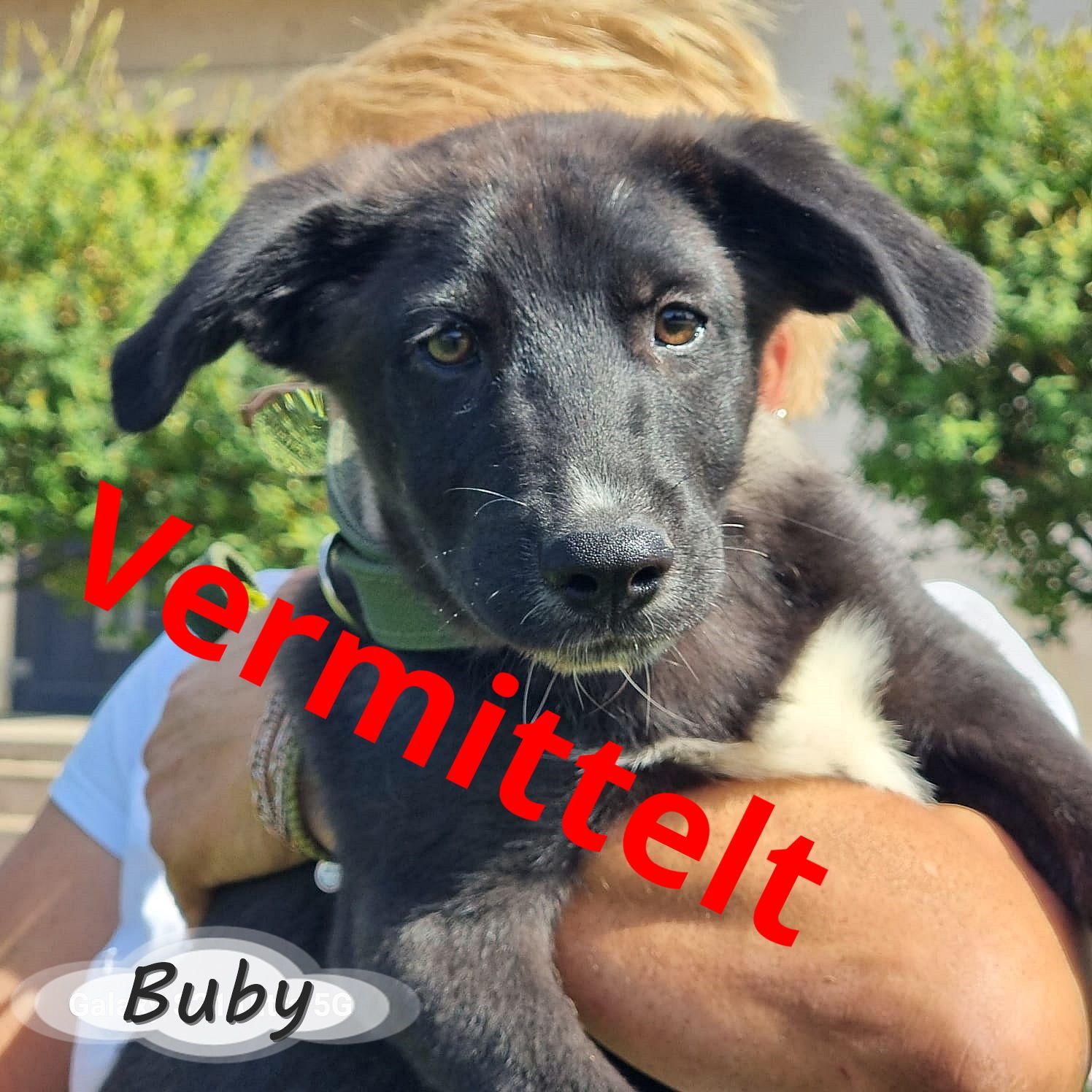 Buby