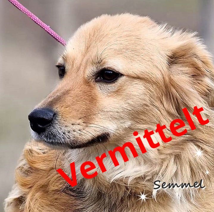 Semmel