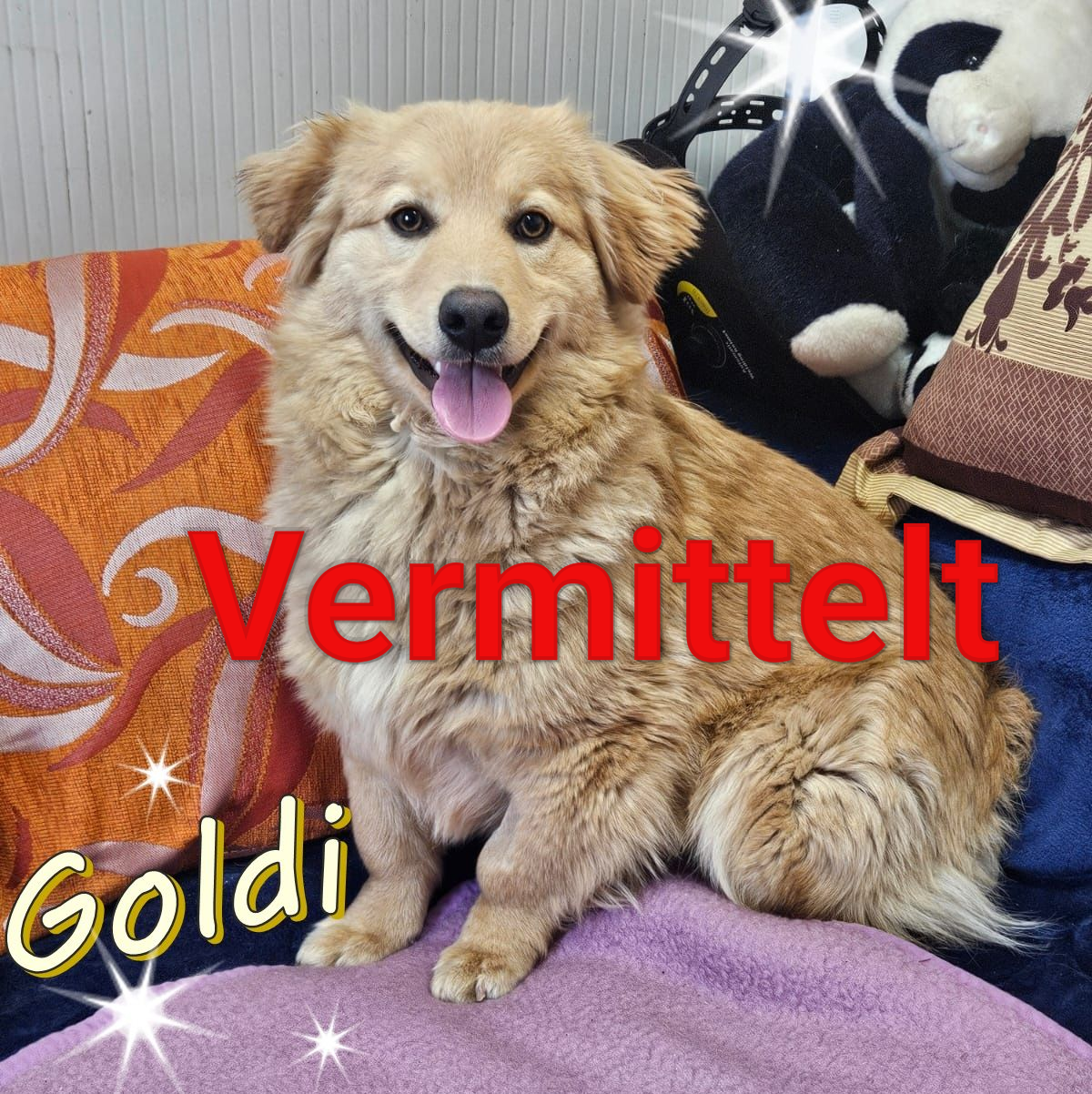 Goldi