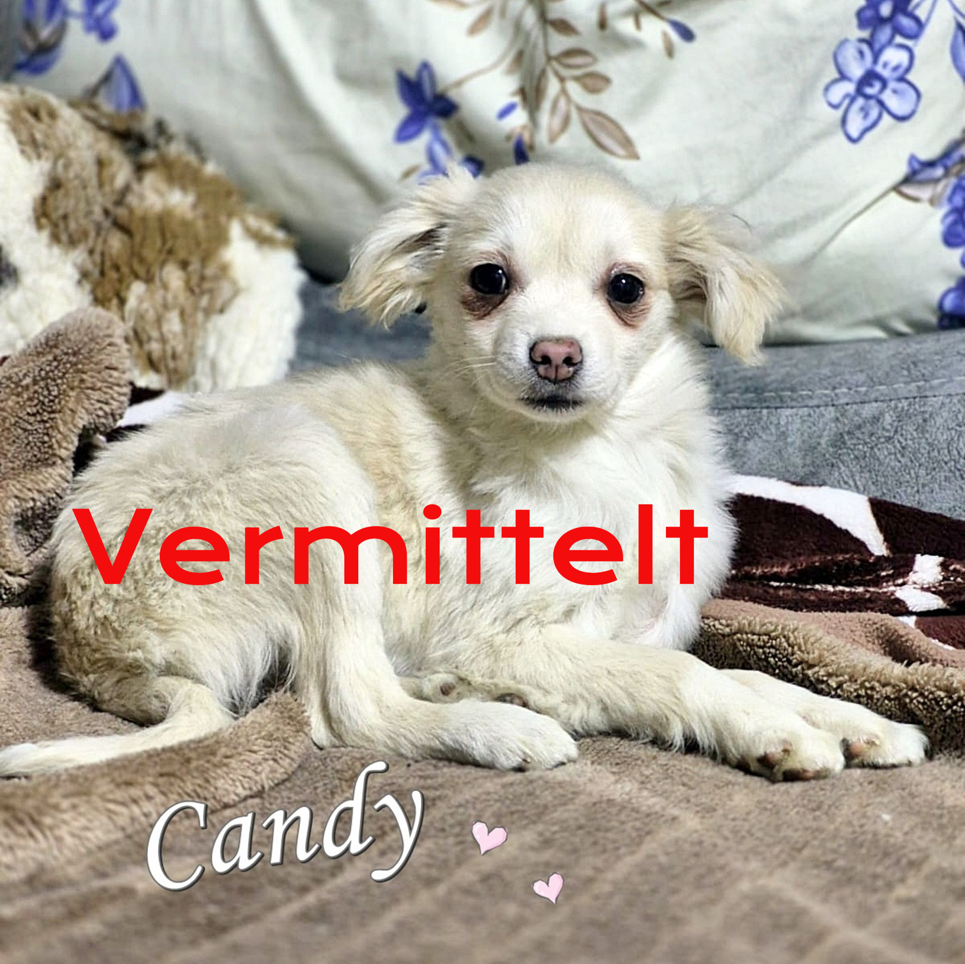 Candy