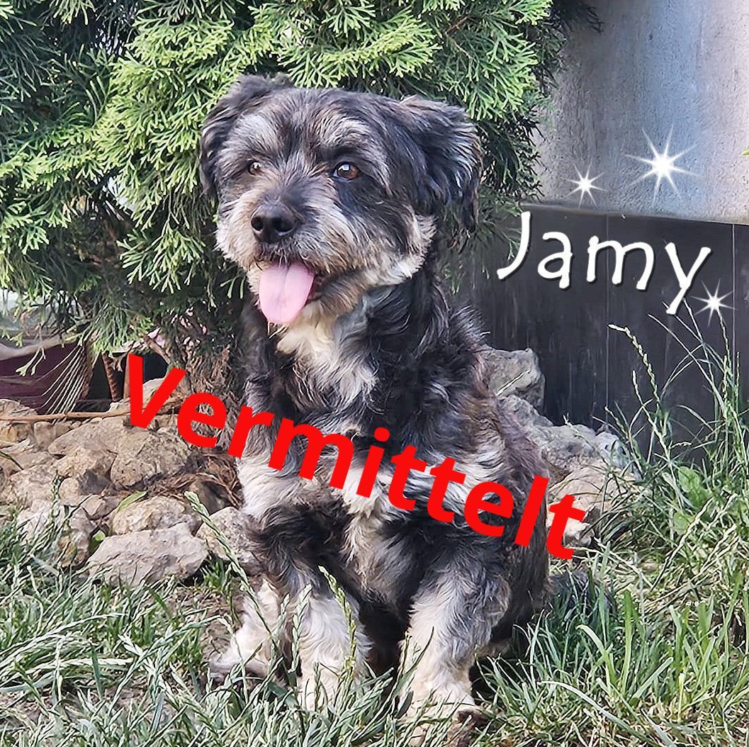 Jamy