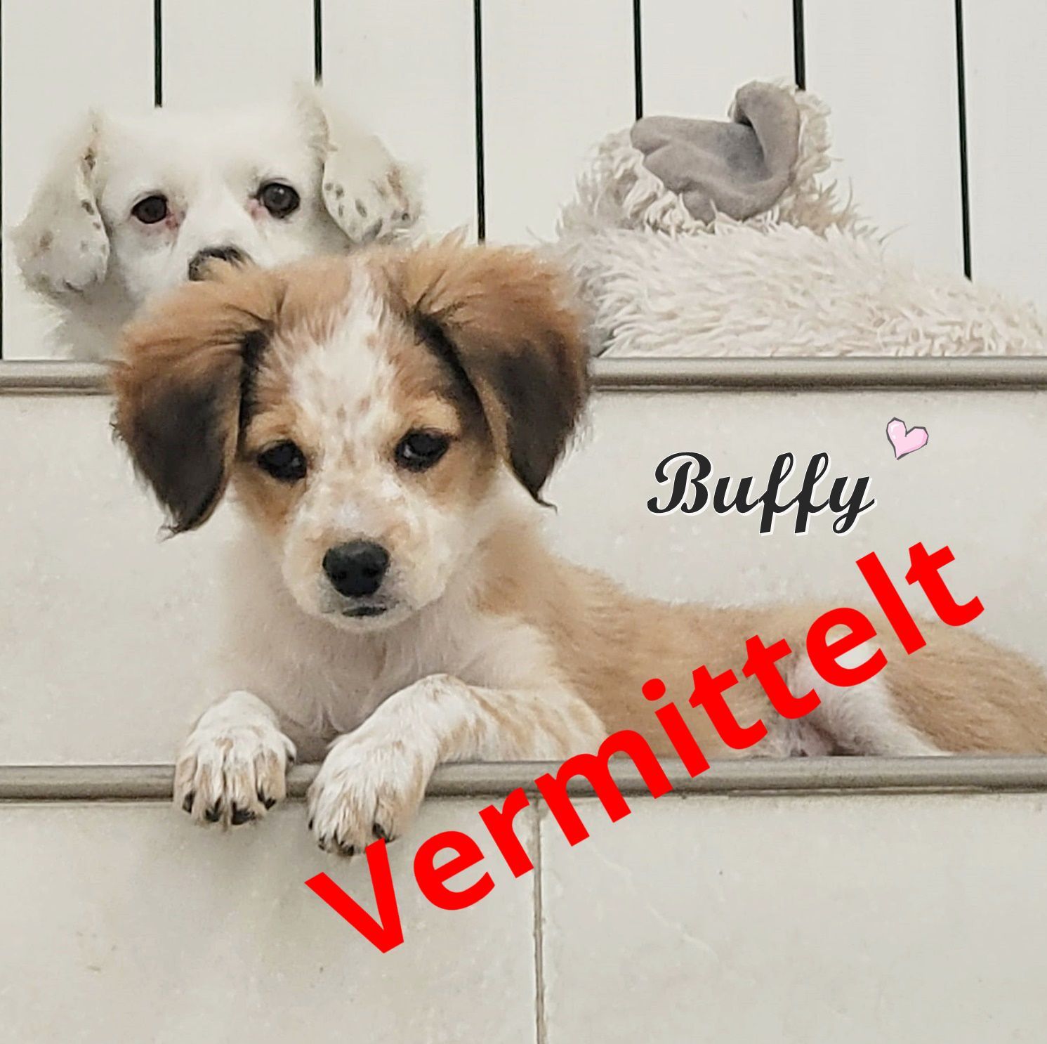 Buffy