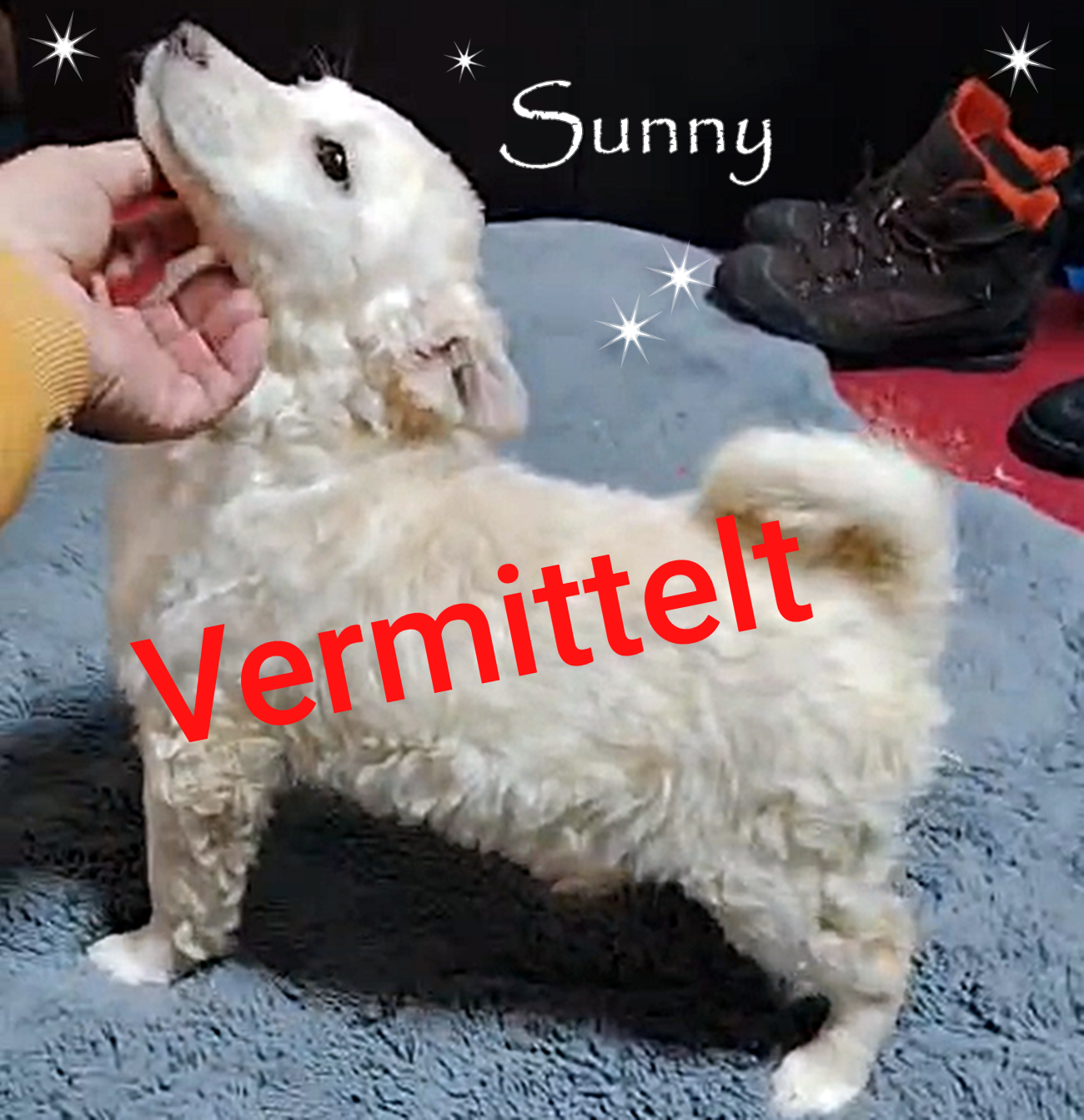 Sunny