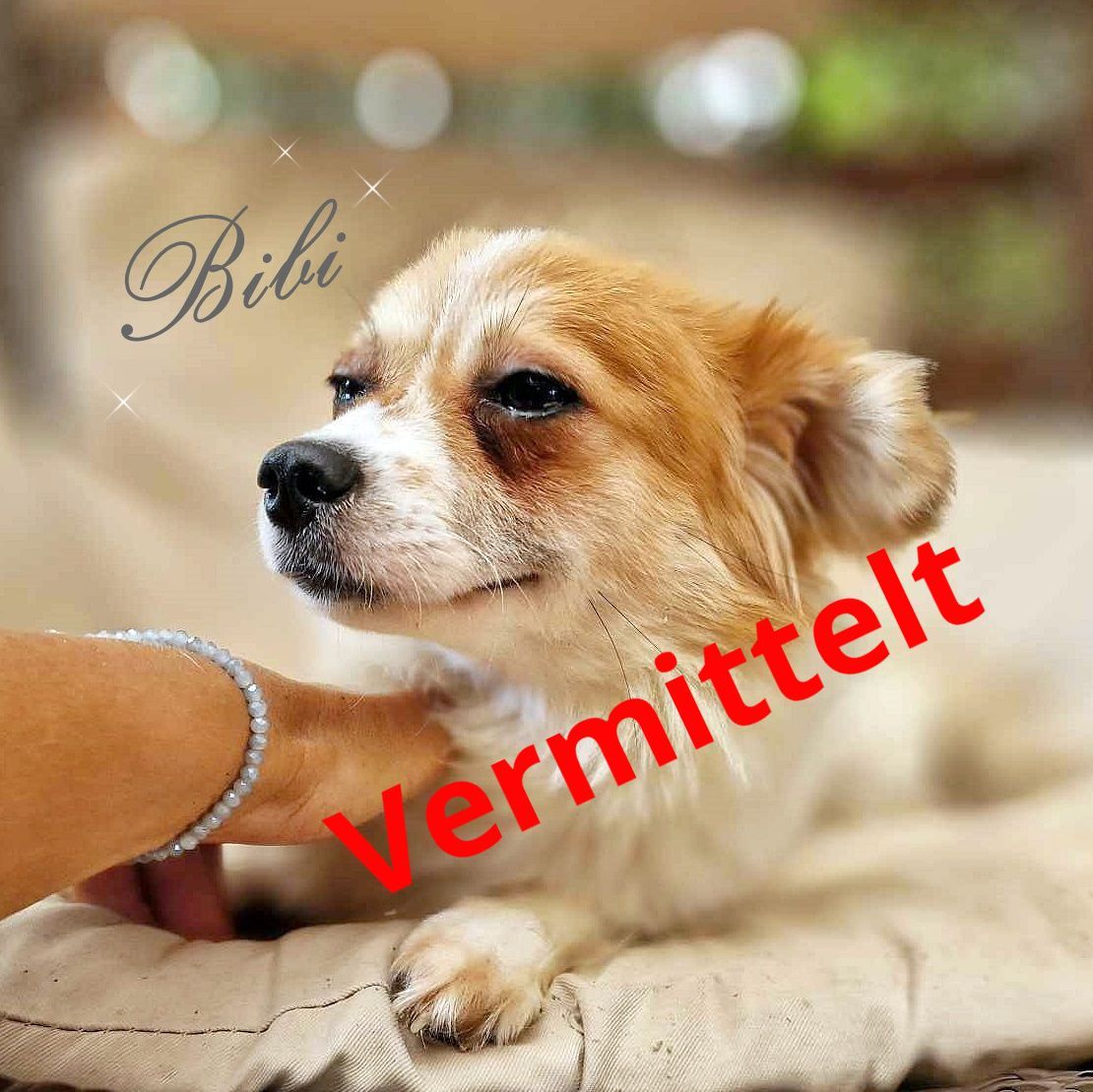 Bibi