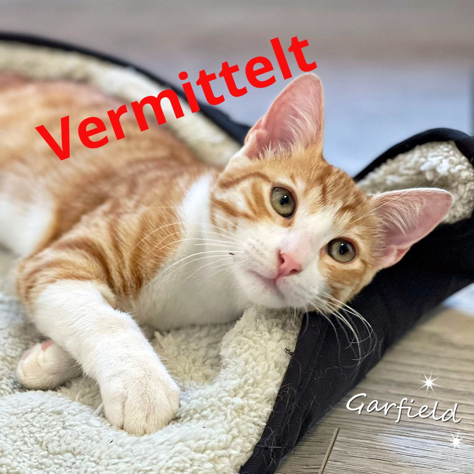 Garfield