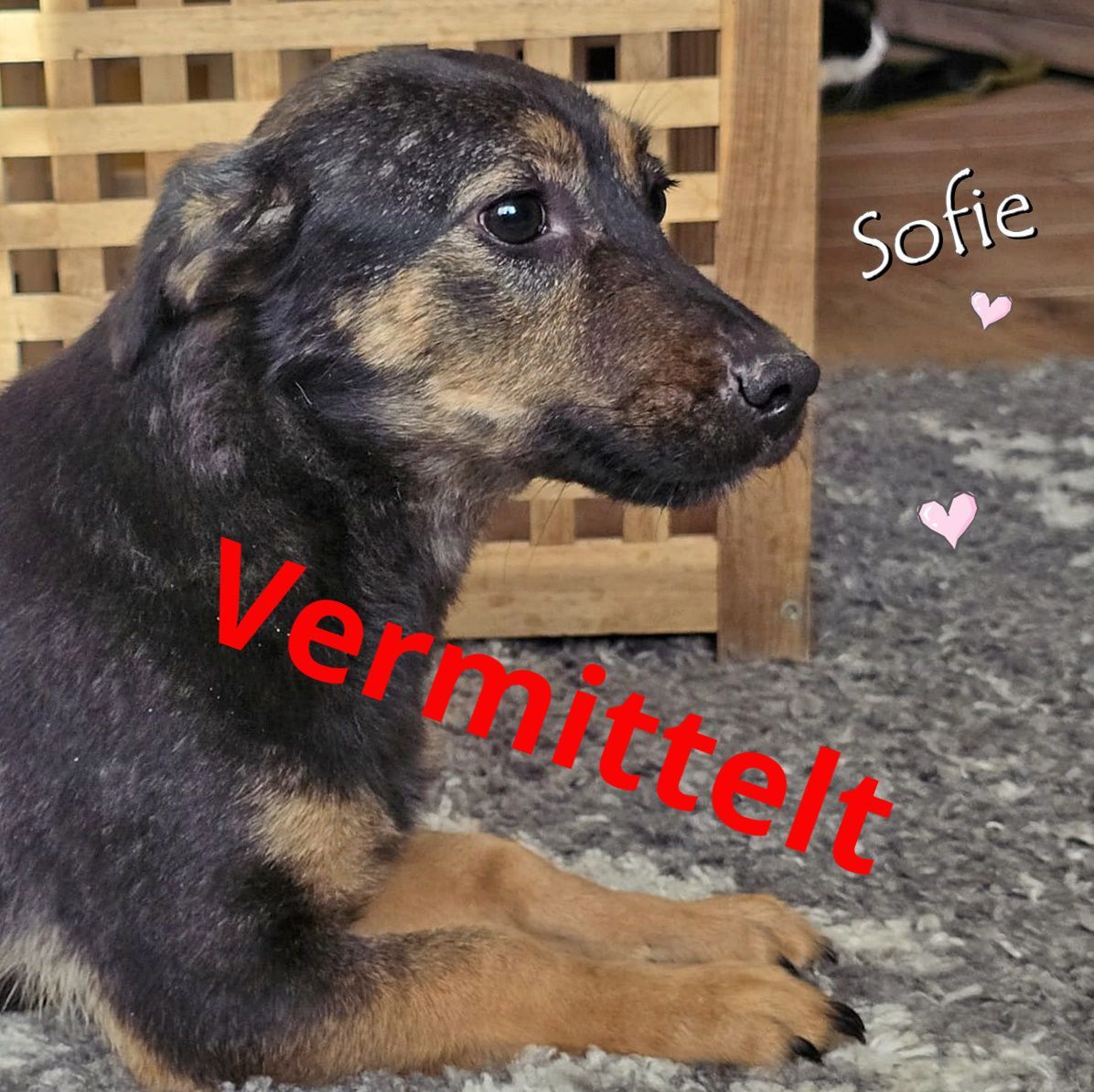 Sofie