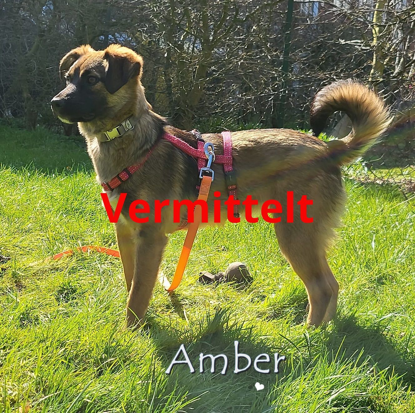 Amber