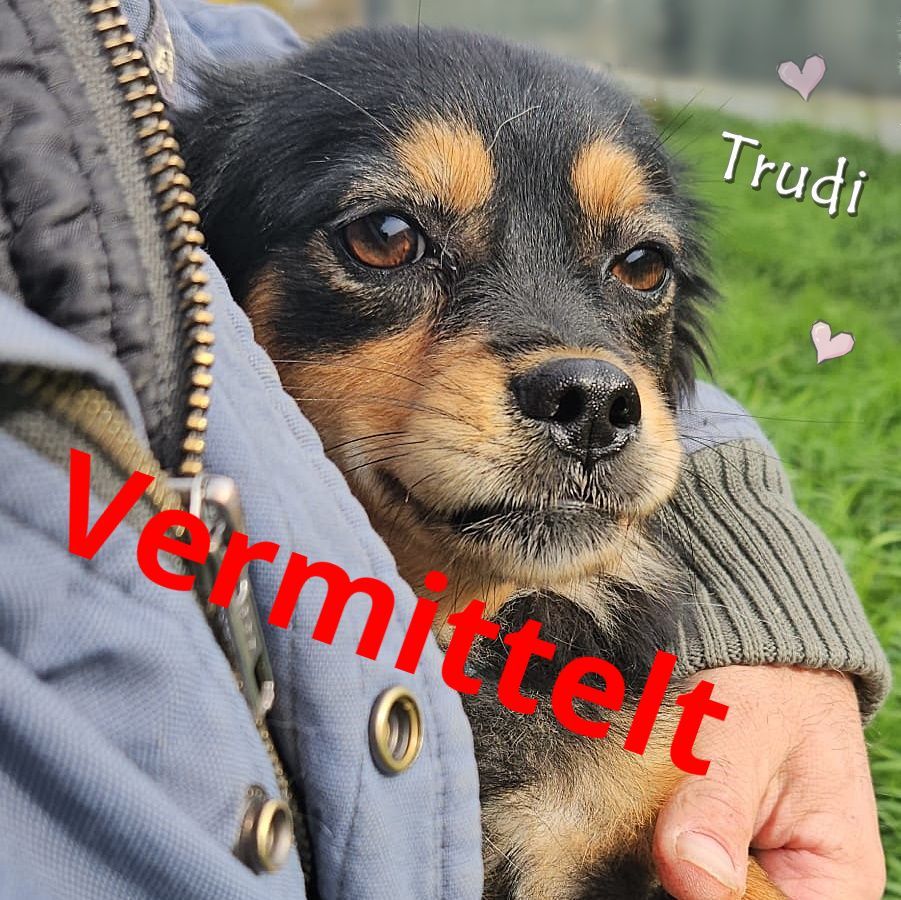 Trudi