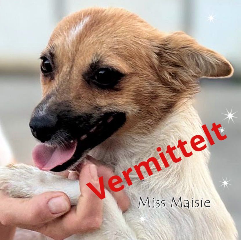 Miss Maisie