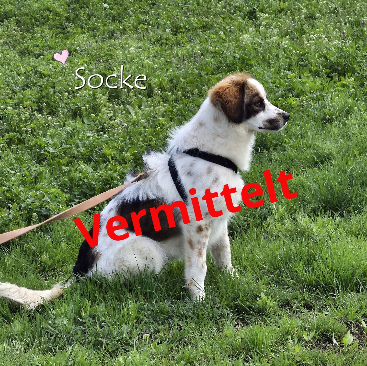 Socke