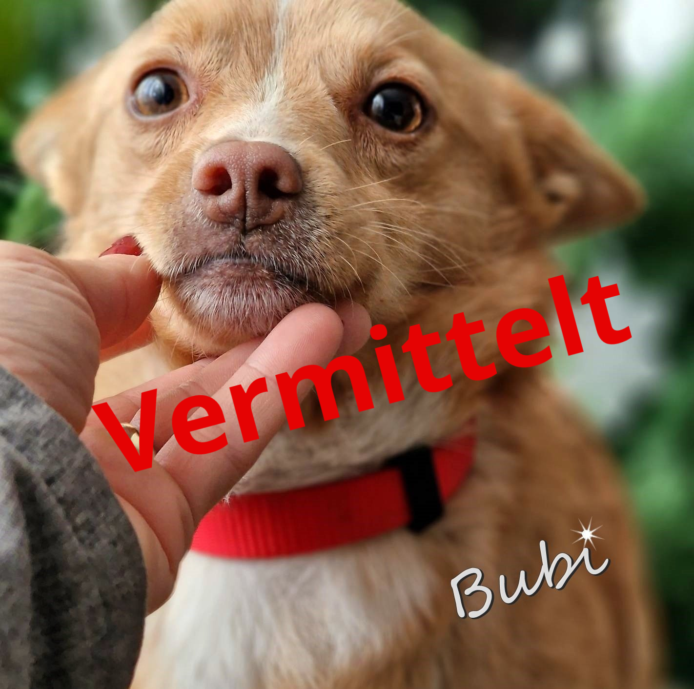Bubi