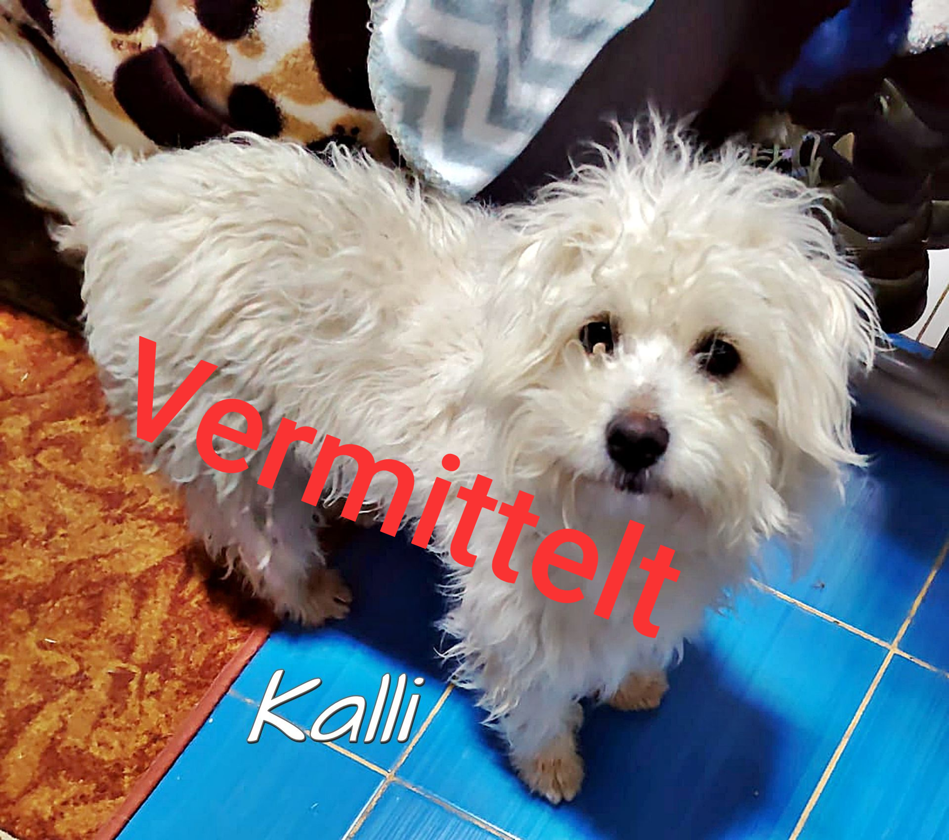 Kalli