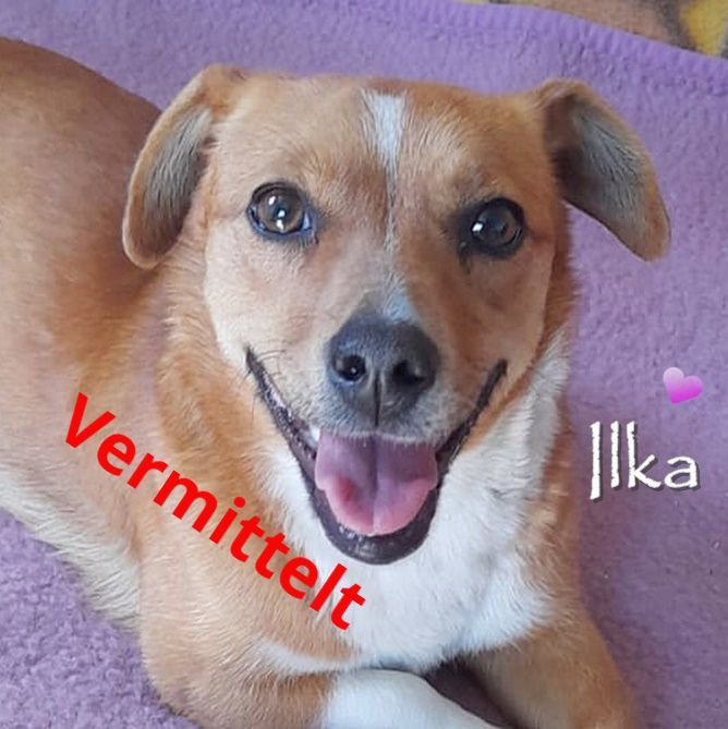 Ilka