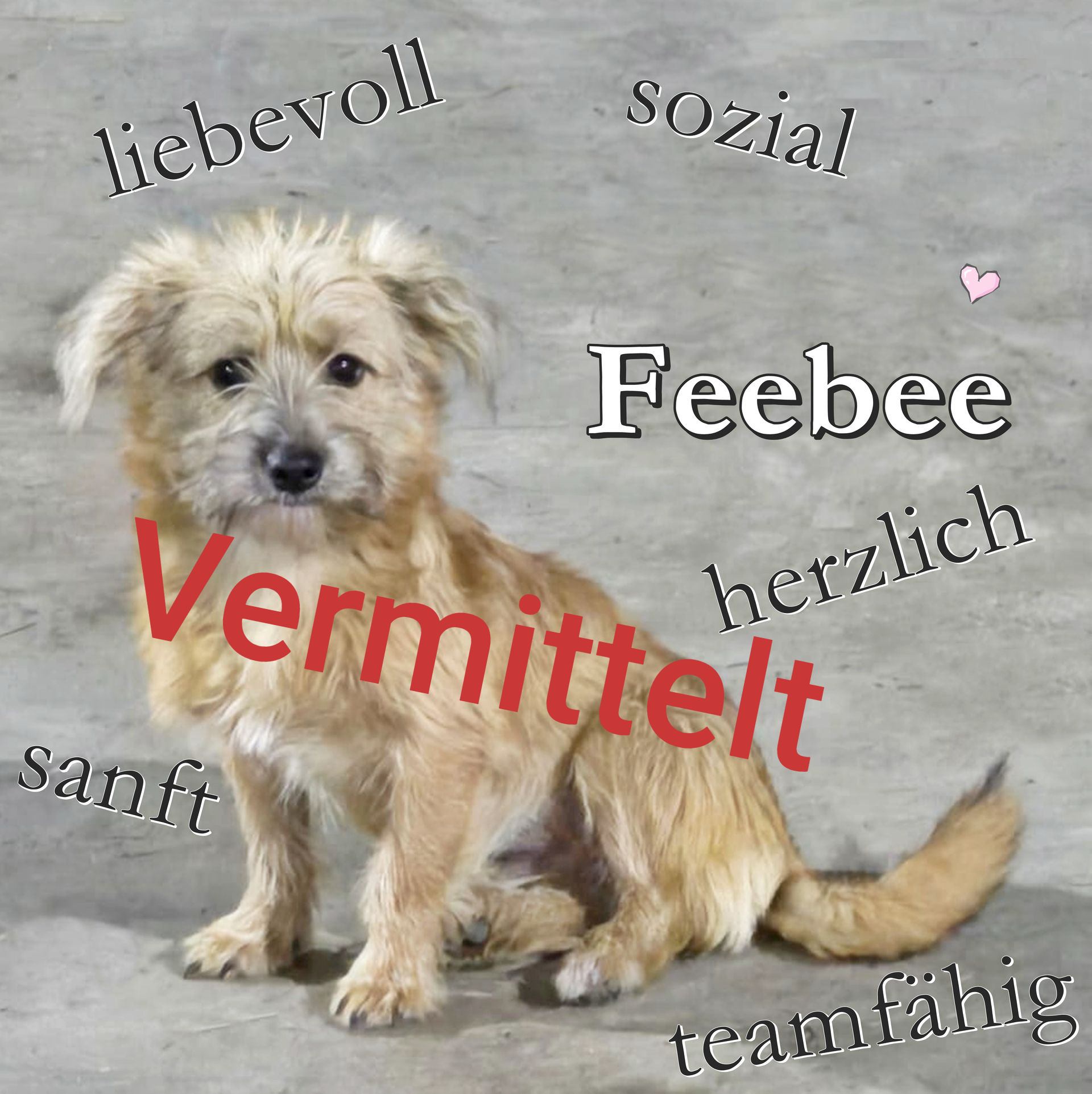 Feebee