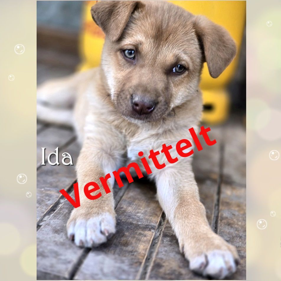Ida