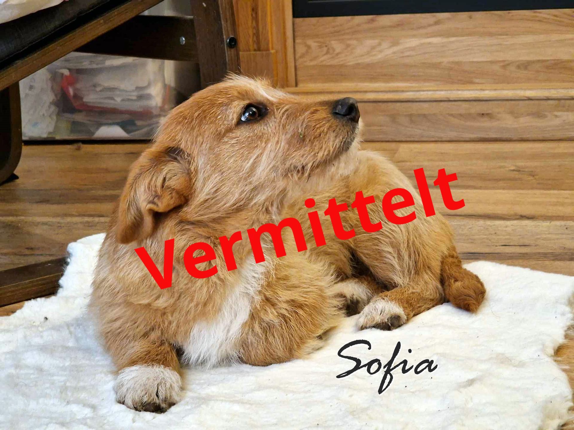 Sofia