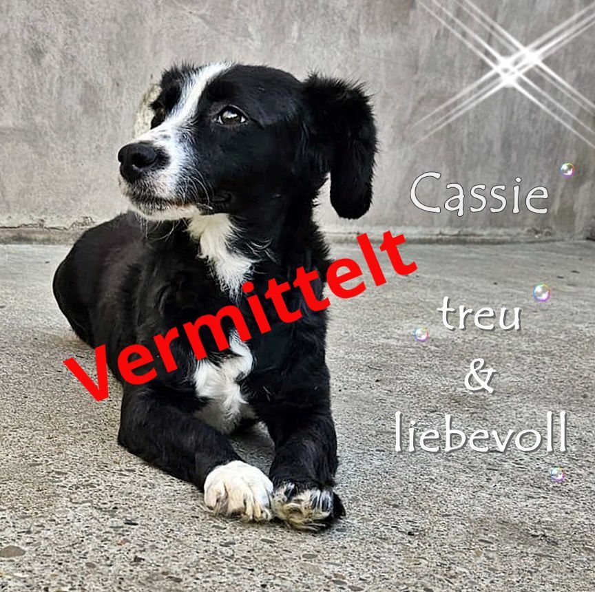 Cassie