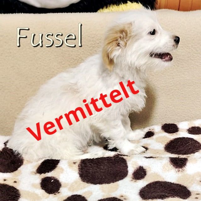 Fussel