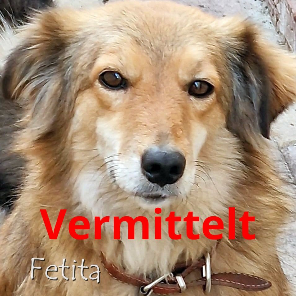Fetita