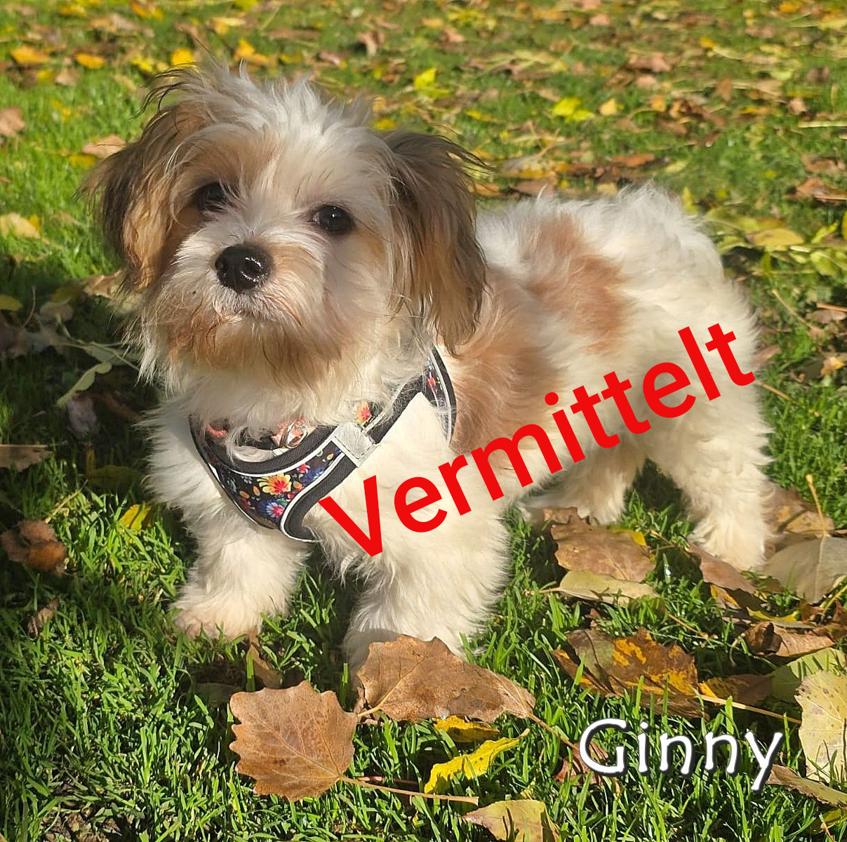 Ginny