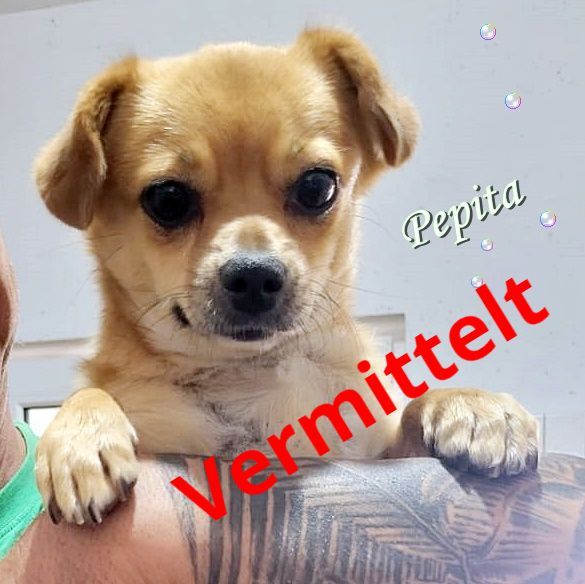 Pepita