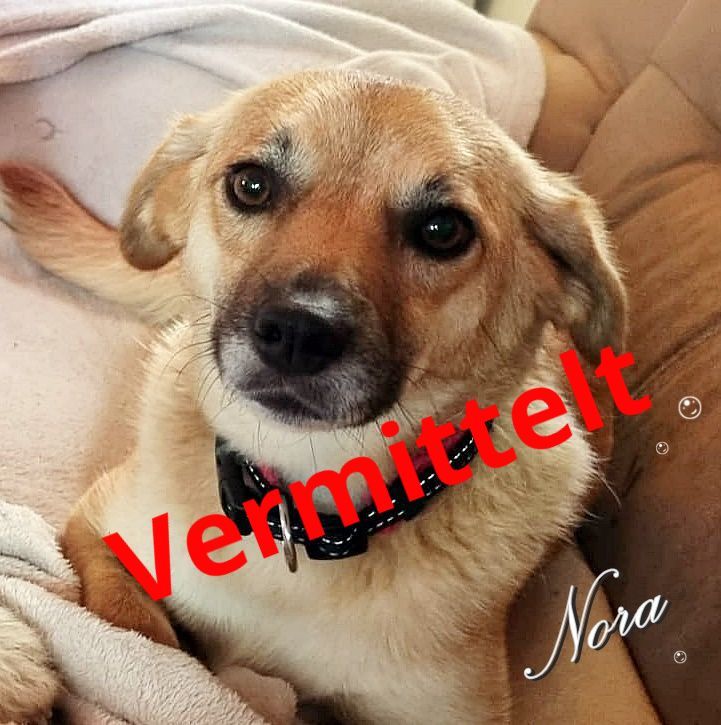 Nora