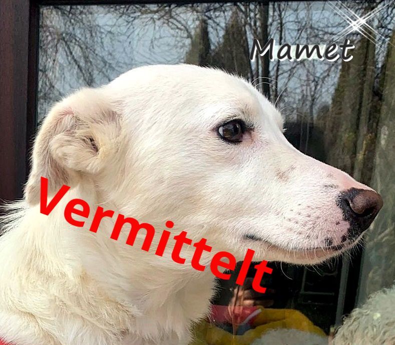 Mamet