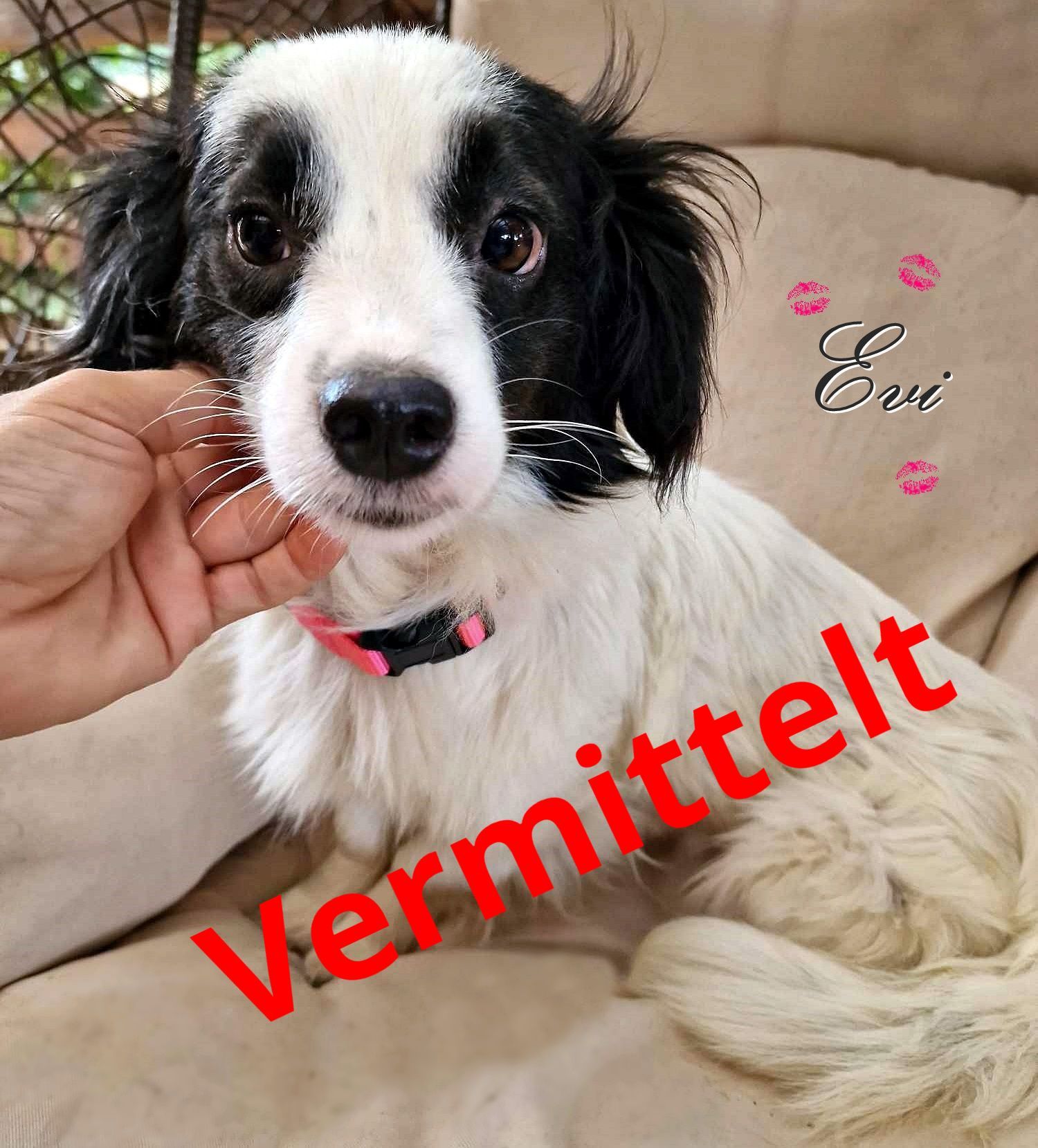 Evi