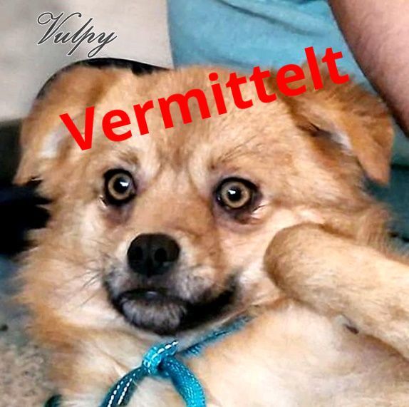 Vulpy