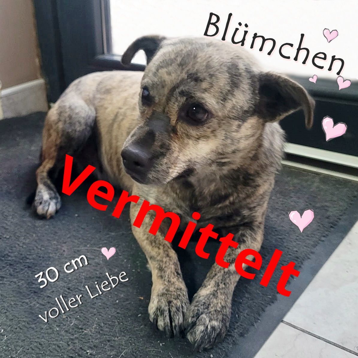 Blümchen