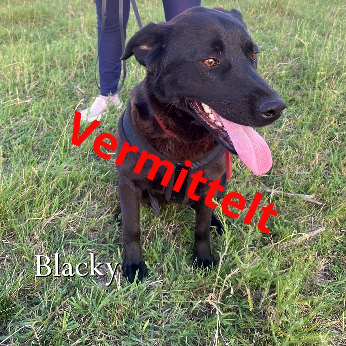 Blacky