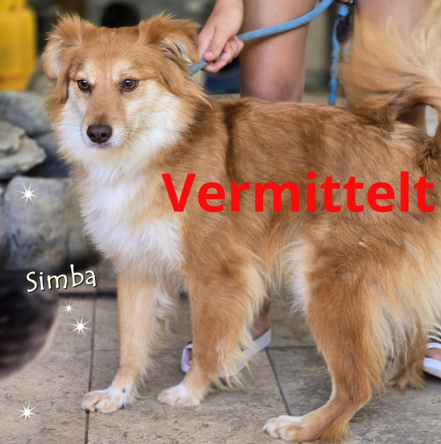 Simba