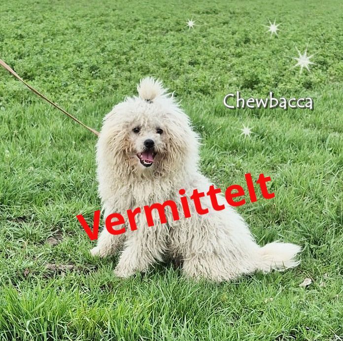Chewbacca