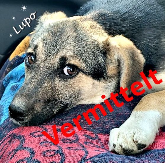 Lupo