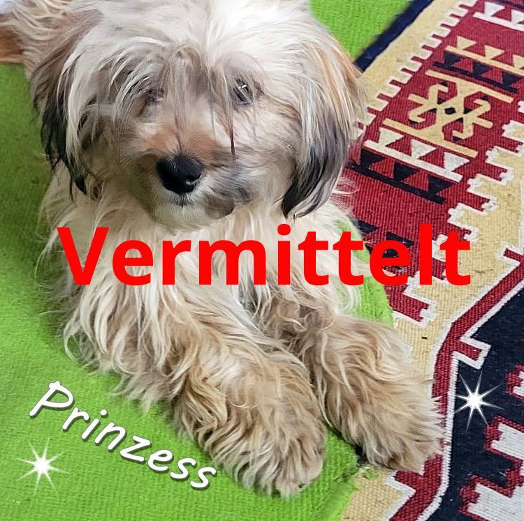 Prinzess